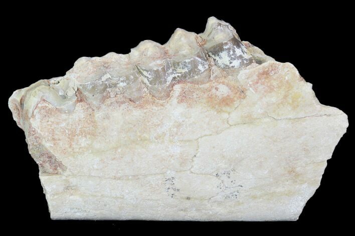 Oreodont (Leptauchenia) Jaw Section - South Dakota #101820